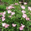 Rugosa Rose #2 - Image 2